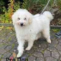 Fénix auf Pflegestelle in Langenbrand, Hund zur Adoption