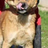 Mirosha - freundliche Familienhündin, Hündin zur Adoption