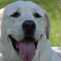 CARUSO, Hund zur Adoption