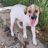 Holly möchte geliebt werdeb, Hündin zur Adoption