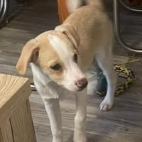 Kleiner Loki❤ sucht liebevolles Heim, Hund zur Adoption