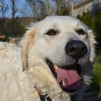 BOGGY, Hündin zur Adoption