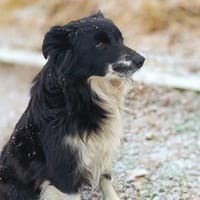 Mizo, möchte so gerne geliebt werden, Hündin zur Adoption