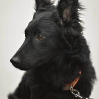 Liebevoller Enzo in 20099 Hamburg, Hund zur Adoption