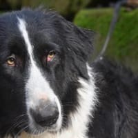 OSA, Hündin zur Adoption