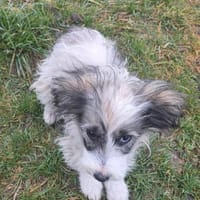 April, zauberhaftes Welpenmädchen, Hündin zur Adoption