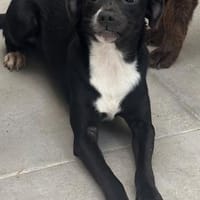 Alora, Hündin, ca. 1 Jahr, Hündin zur Adoption