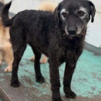 Cora, Hündin kastriert, ca. 7 Jahre, Hündin zur Adoption