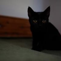 Katzenkind AMAYA sucht ihr Zuhause!, Katze zur Adoption