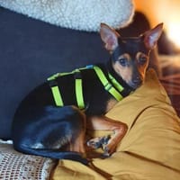 Fiby - souveräner Ersthund, Hund zur Adoption