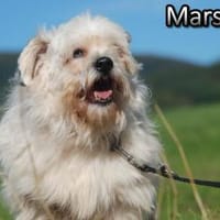 Marschal, Hund zur Adoption
