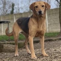 Biba, Hündin kastriert, ca. 4 Jahre, Hündin zur Adoption