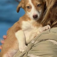 Coffee kleines welpenmädchen 4 mon., Hündin zur Adoption