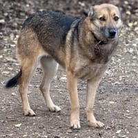 Tara, Hündin kastriert, ca. 4,5 Jahre, Hündin zur Adoption