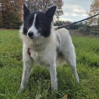 Billy, Rüde kastriert, ca. 4 Jahre, Hund zur Adoption