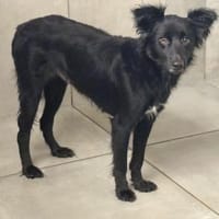 Akira, Hündin, ca. 2,5 Jahre, Hündin zur Adoption