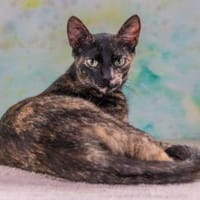 Esperanza wartet in Dortmund, Katze zur Adoption