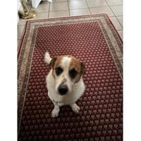 Franco - wartet in 84069 Schierling, Hund zur Adoption