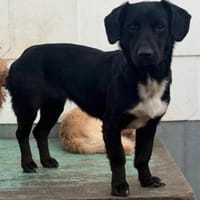 Dina, Hündin kastriert, ca. 2 Jahre, Hündin zur Adoption