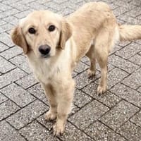 Laska, Hündin kastriert, ca. 1Jahr, Hündin zur Adoption