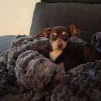 Nolthy süßer 7 Monate alter Chihuahua, Hund zur Adoption