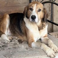 Caca, Hündin kastriert, ca. 5,5 Jahre, Hündin zur Adoption