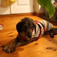 Lilly - freundliche Hündin sucht Familie, Hündin zur Adoption