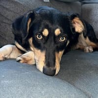 Hundemädchen Juna sucht ihre Familie!, Hündin zur Adoption