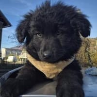 Schwarzes Wollknäuel Shadow sucht dich!, Hund zur Adoption