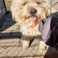 Fluffy 36 cm (Pflegestelle), Hund zur Adoption