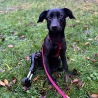 Elli-besondere Hündin sucht ihren Mensch, Hündin zur Adoption