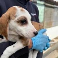 MARTINA - ab Februar auf PS in Berlin, Hündin zur Adoption