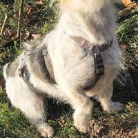 Hope - Kuschlerin sucht ihr Sofa, Hündin zur Adoption