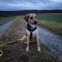 Leia  Schmusemaus sucht zu ihr Hause, Hündin zur Adoption