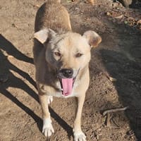 Liebe, freundliche Fibi immer übersehen, Hündin zur Adoption