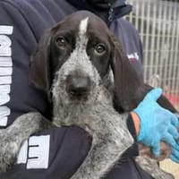 BIG - ab Februar auf PS in Dortmund, Hund zur Adoption
