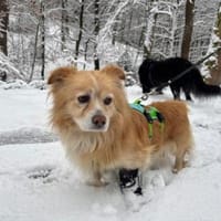 Legolas, kleiner Herzensbrecher, Hund zur Adoption