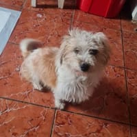 Levi, Herzensbrecher sucht Familie, Hund zur Adoption