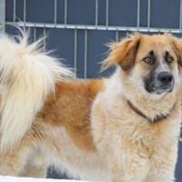 Linus, Pflegestelle in Hessen, Hund zur Adoption