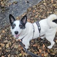 Patty: Ein Herz auf vier Pfoten, Hündin zur Adoption