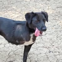 Lillesol - möchte glücklich sein, Hündin zur Adoption