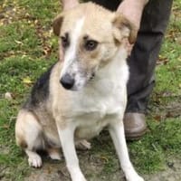 Lissy 50 cm (Pflegestelle), Hündin zur Adoption