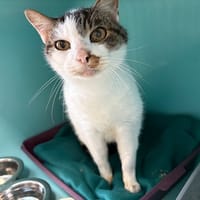 AGILUS, chat à adopter