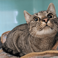 OYA, chatte à adopter