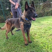 MALONE, chien à adopter