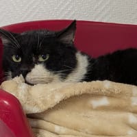 MATTY, chat à adopter