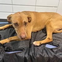 TALA, chienne à adopter