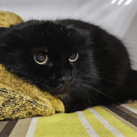 Abby, chatte à adopter