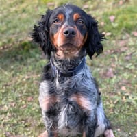 Hunter CAA14536, chien à adopter