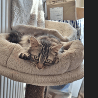 ARIELLE, chatte à adopter